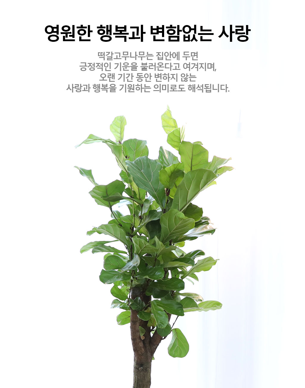 영원한 행복과 변함없는 사랑 - 떡갈 고무나무(특대)
