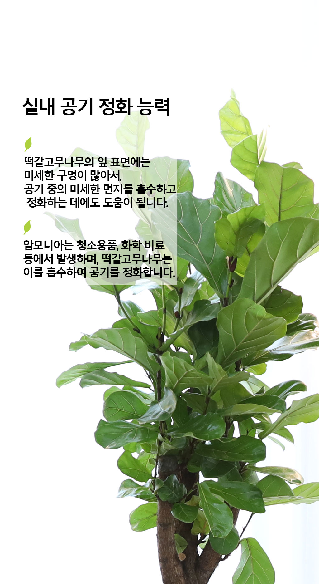 영원한 행복과 변함없는 사랑 - 떡갈 고무나무(특대)