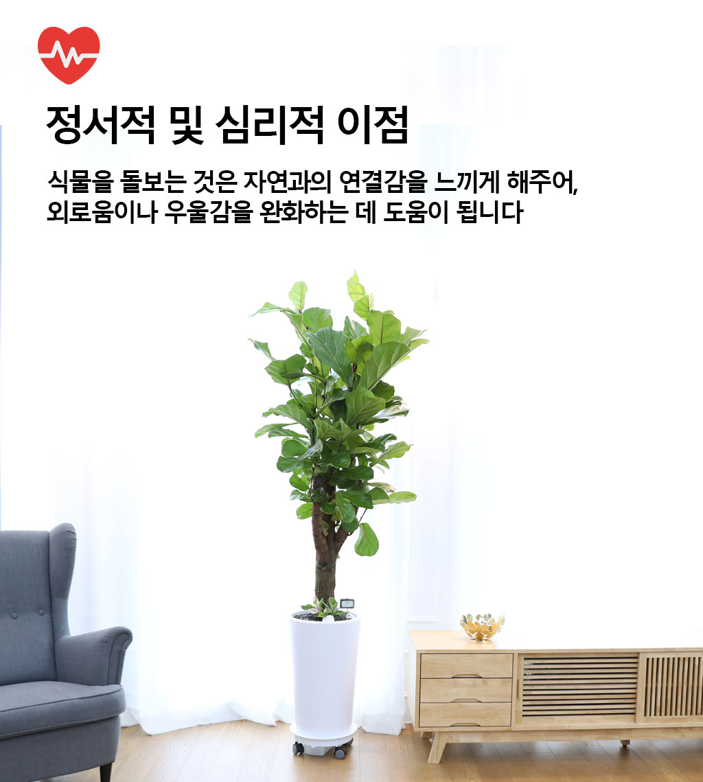 영원한 행복과 변함없는 사랑 - 떡갈 고무나무(특대)