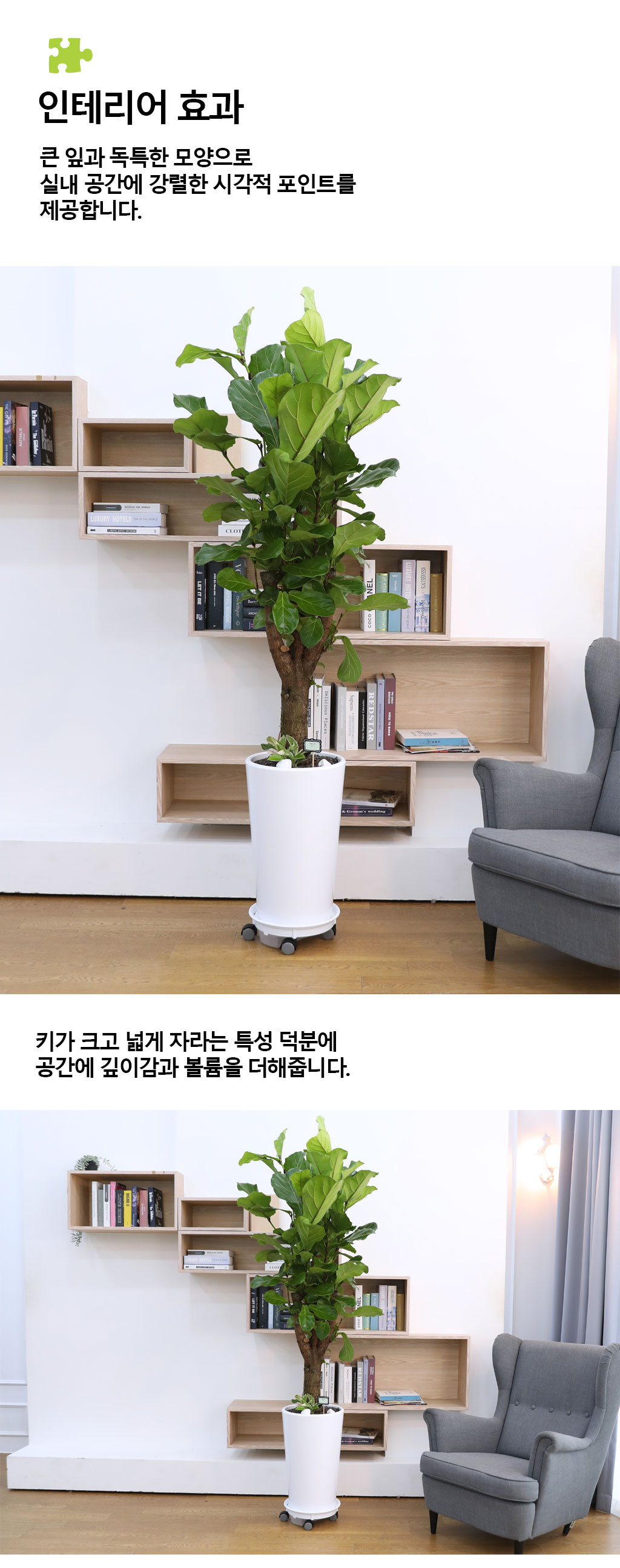 영원한 행복과 변함없는 사랑 - 떡갈 고무나무(특대)