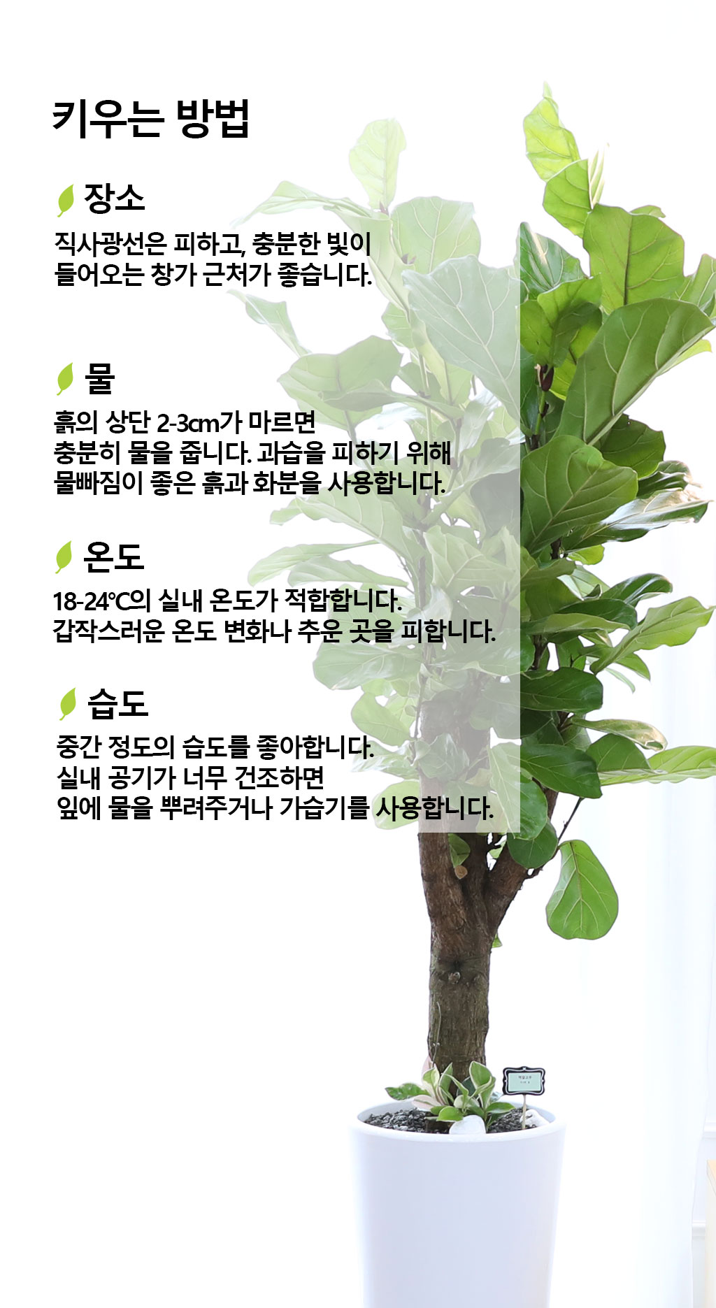 영원한 행복과 변함없는 사랑 - 떡갈 고무나무(특대)