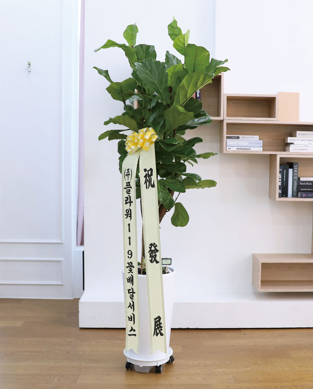 영원한 행복과 변함없는 사랑 - 떡갈 고무나무(특대)
