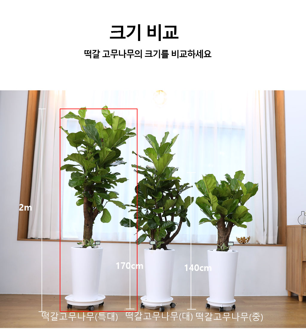 영원한 행복과 변함없는 사랑 - 떡갈 고무나무(특대)