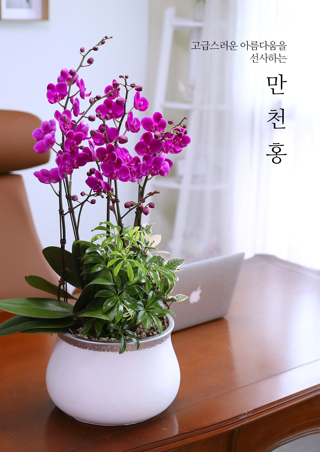개업과 승진 축하용 선물, 진한 핑크 호접란 만천홍