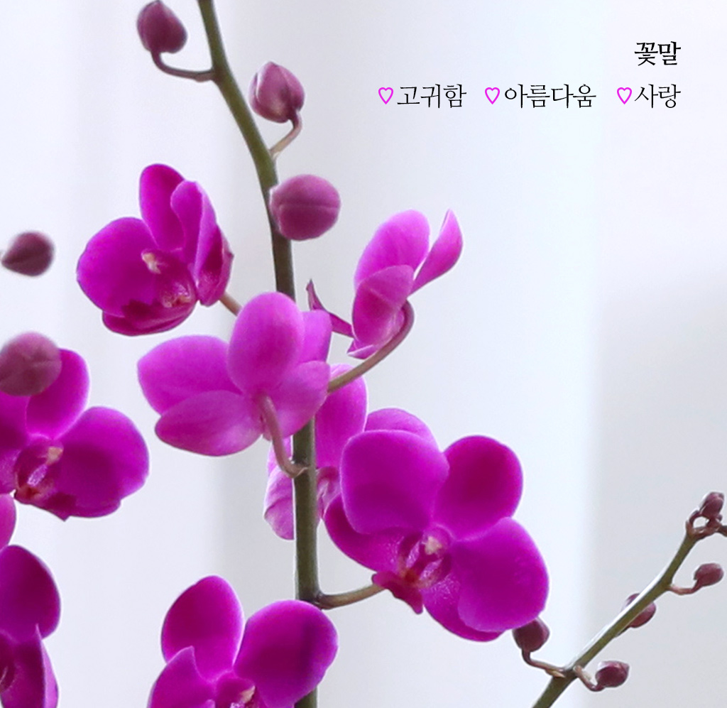 개업과 승진 축하용 선물, 진한 핑크 호접란 만천홍