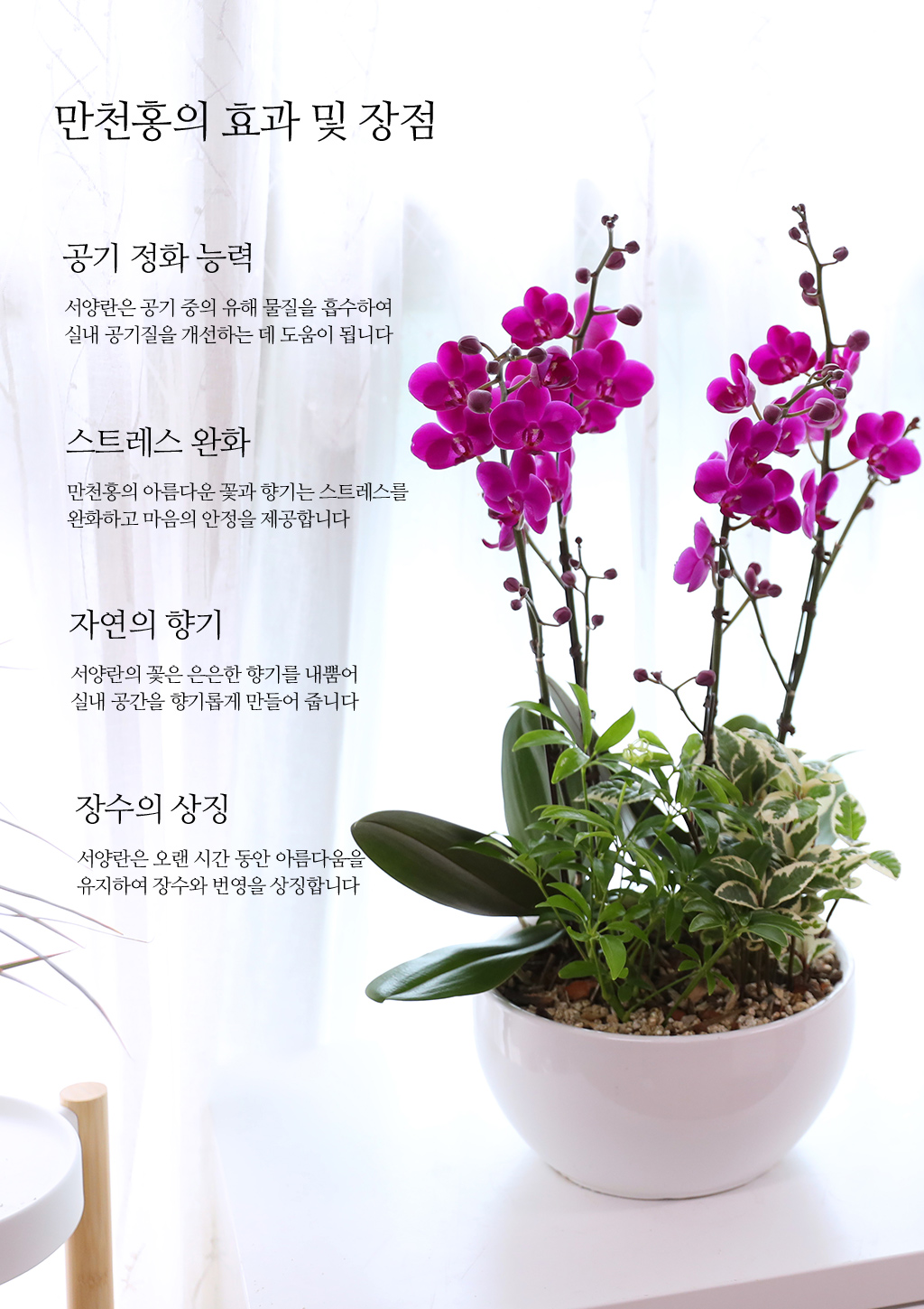 개업과 승진 축하용 선물, 진한 핑크 호접란 만천홍