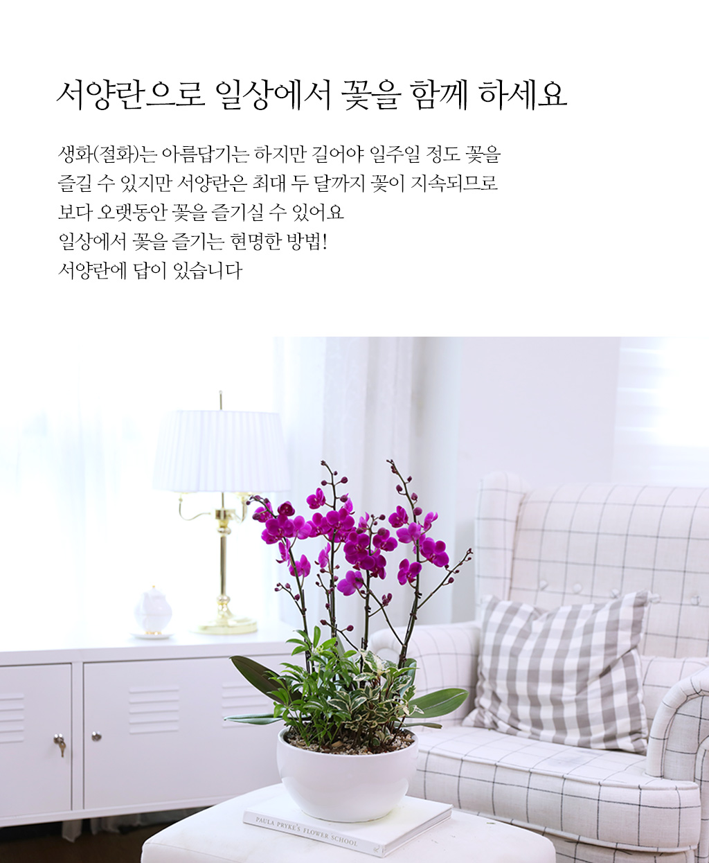 개업과 승진 축하용 선물, 진한 핑크 호접란 만천홍
