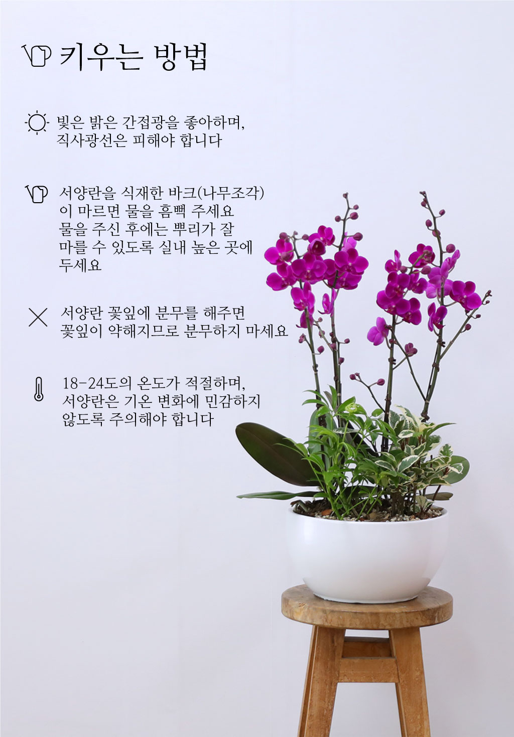 개업과 승진 축하용 선물, 진한 핑크 호접란 만천홍