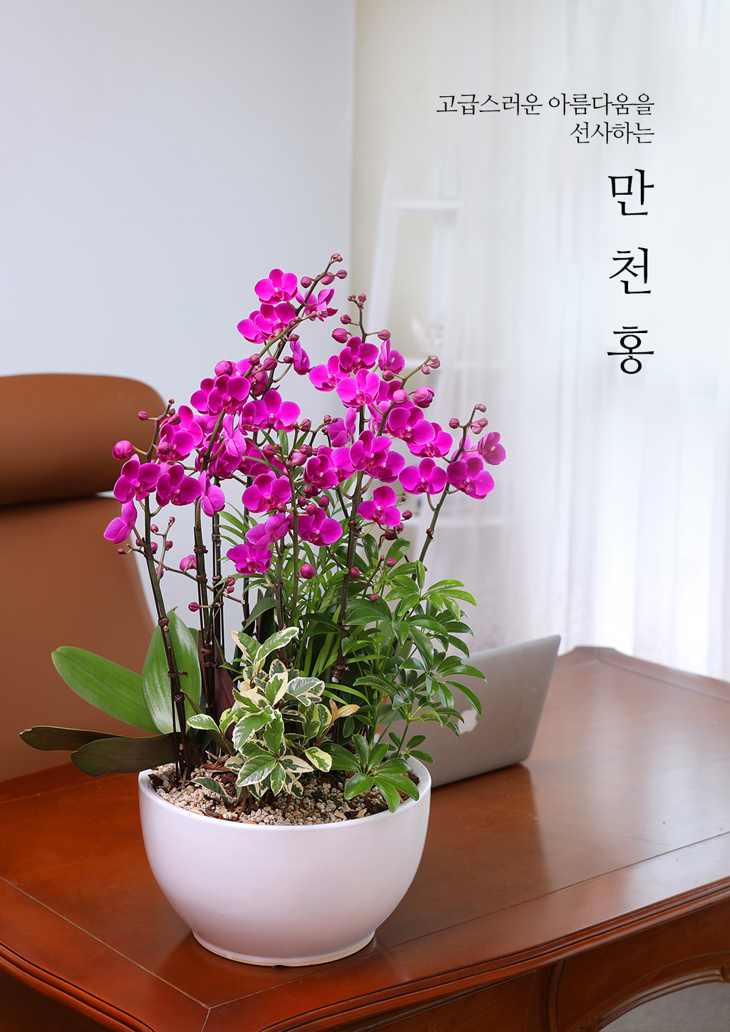 새로운 시작과 성공을 기원하며, 진한 핑크 호접란 만천홍