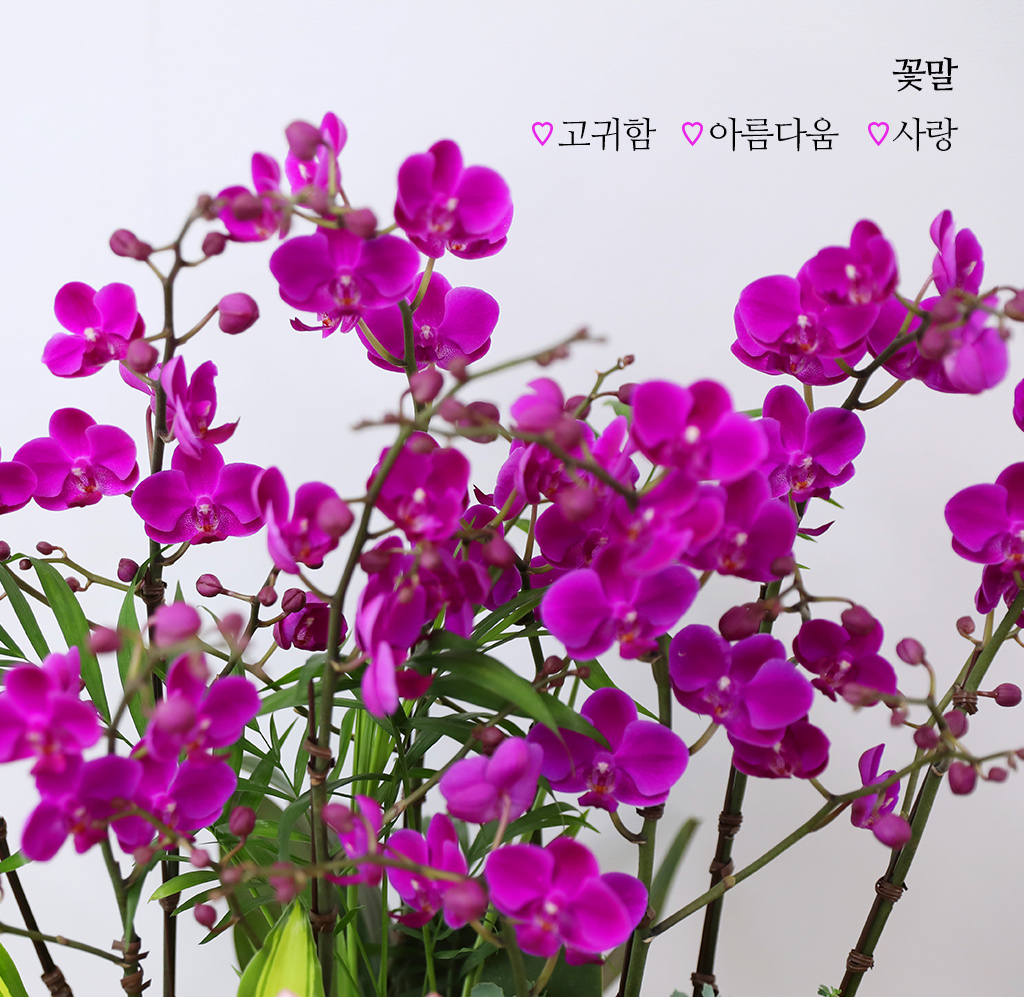 새로운 시작과 성공을 기원하며, 진한 핑크 호접란 만천홍