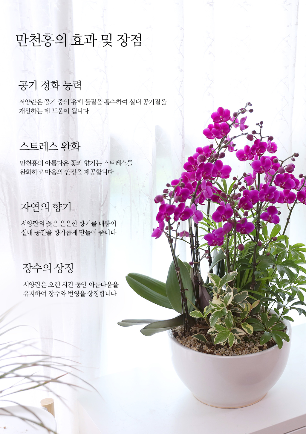 새로운 시작과 성공을 기원하며, 진한 핑크 호접란 만천홍