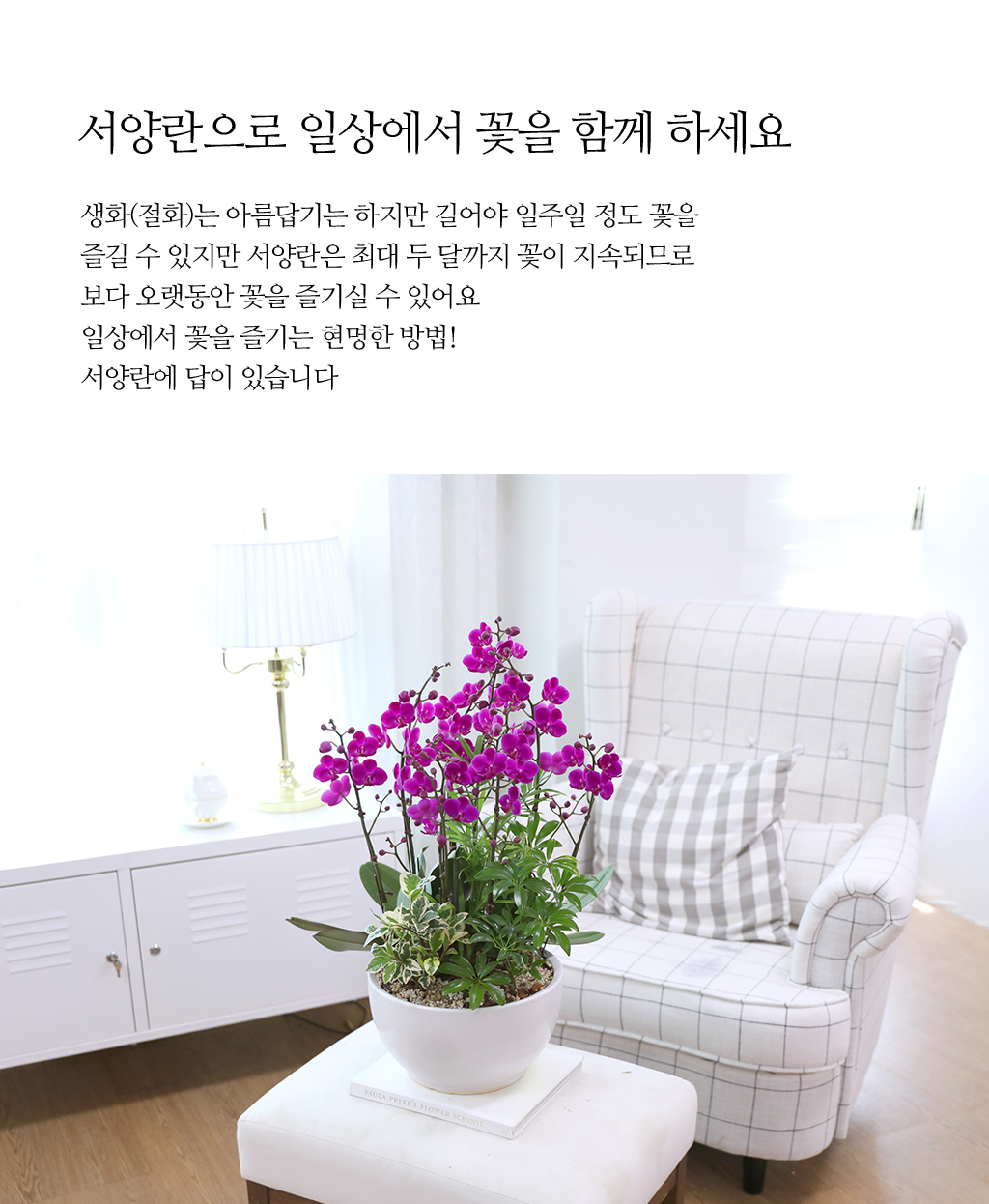 새로운 시작과 성공을 기원하며, 진한 핑크 호접란 만천홍