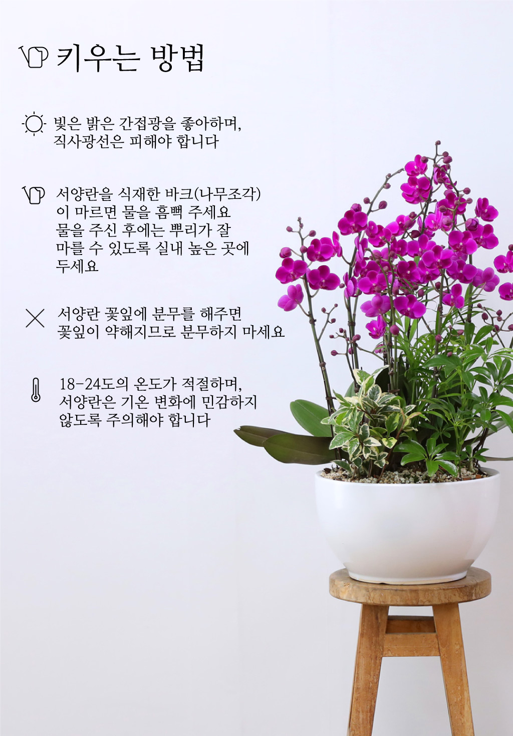 새로운 시작과 성공을 기원하며, 진한 핑크 호접란 만천홍