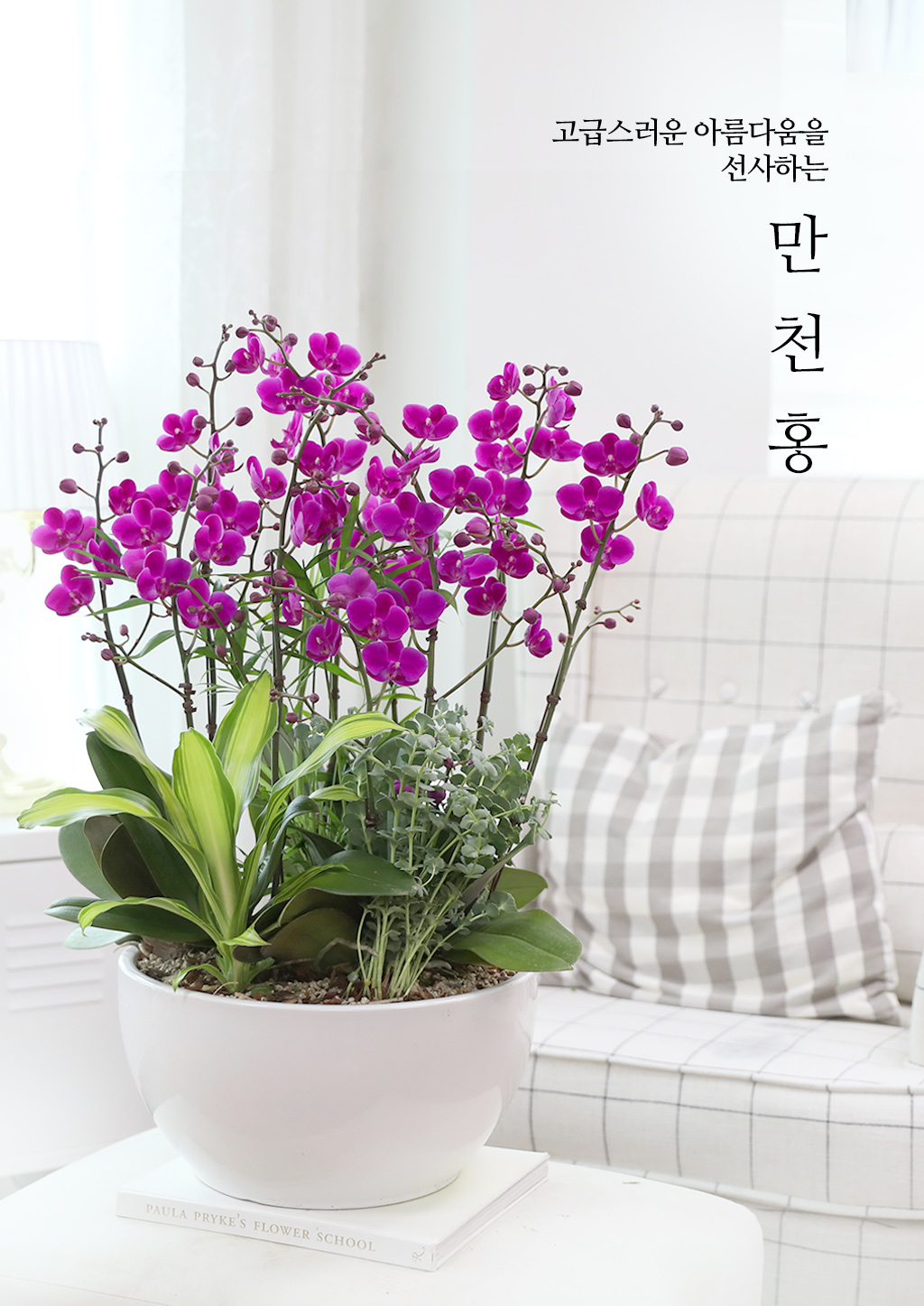 새로운 출발과 승진을 축하하며, 진한 핑크 호접란 만천홍