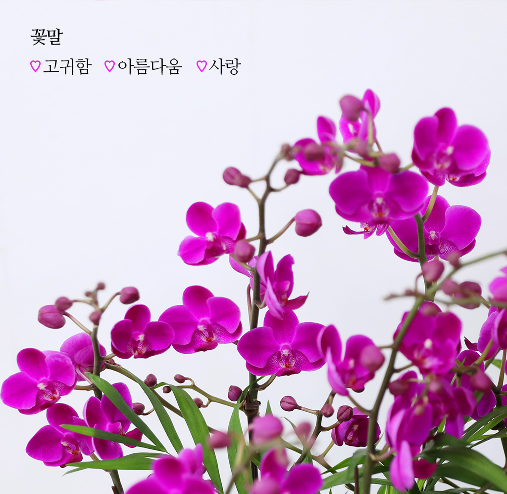 새로운 출발과 승진을 축하하며, 진한 핑크 호접란 만천홍