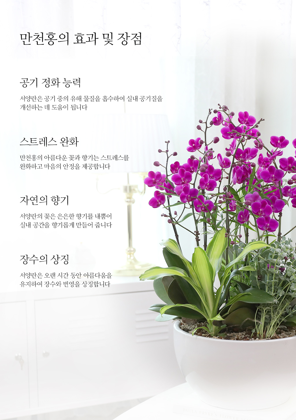 새로운 출발과 승진을 축하하며, 진한 핑크 호접란 만천홍