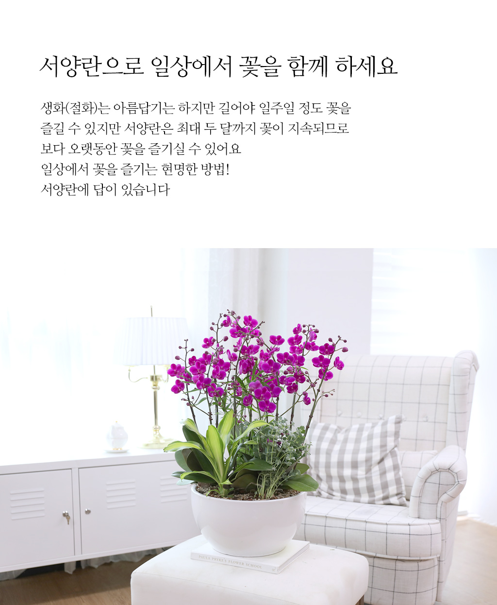 새로운 출발과 승진을 축하하며, 진한 핑크 호접란 만천홍