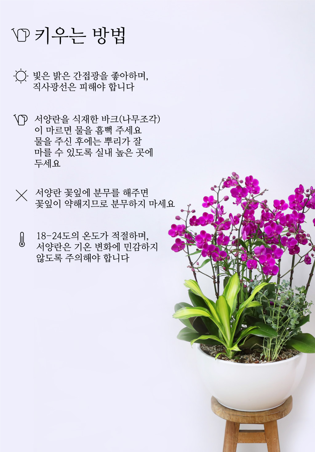 새로운 출발과 승진을 축하하며, 진한 핑크 호접란 만천홍