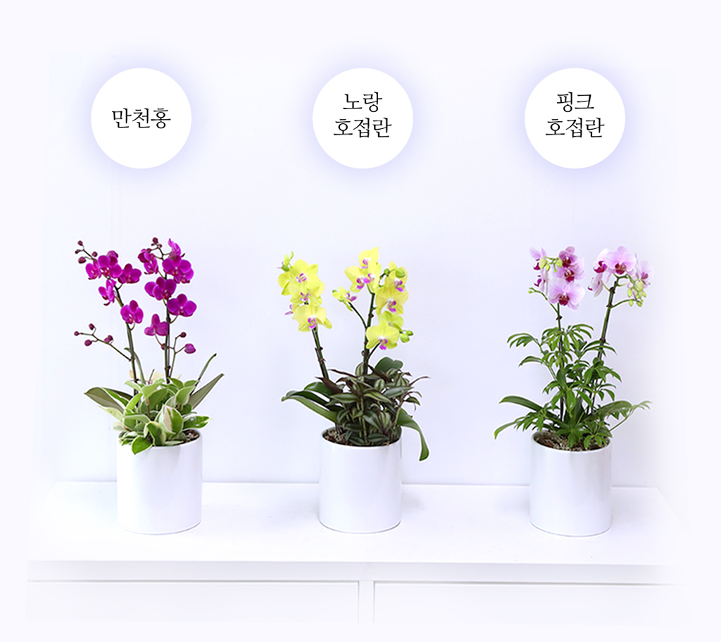 새로운 출발과 승진을 축하하며, 진한 핑크 호접란 만천홍