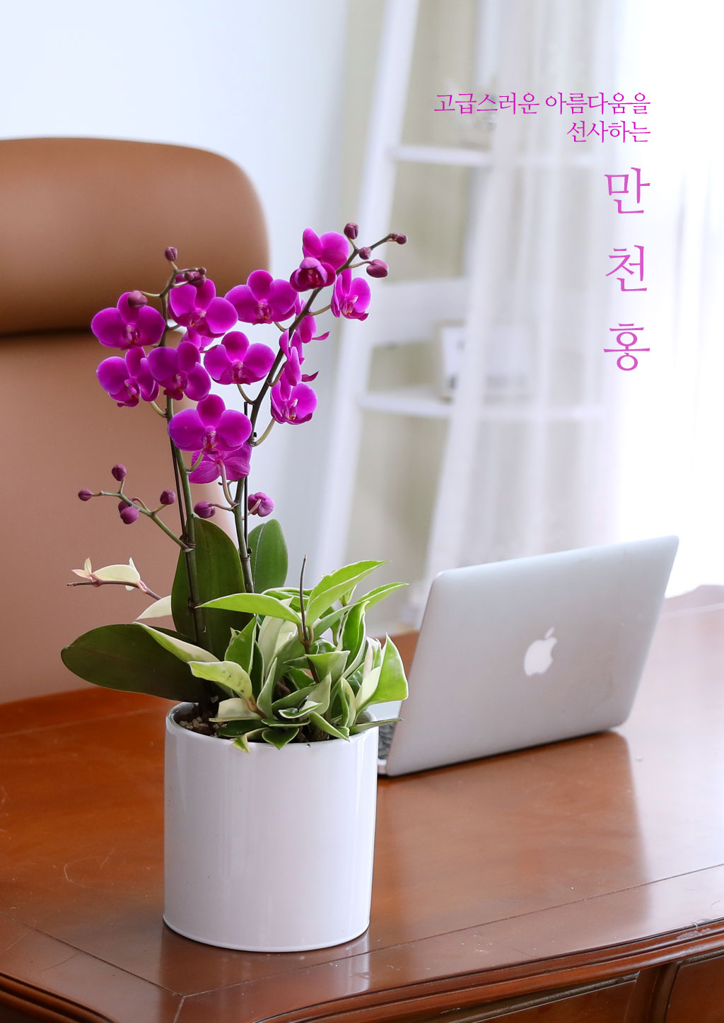 축하의 마음을 담아, 개업과 승진을 위한 진한 핑크 호접란 만천홍