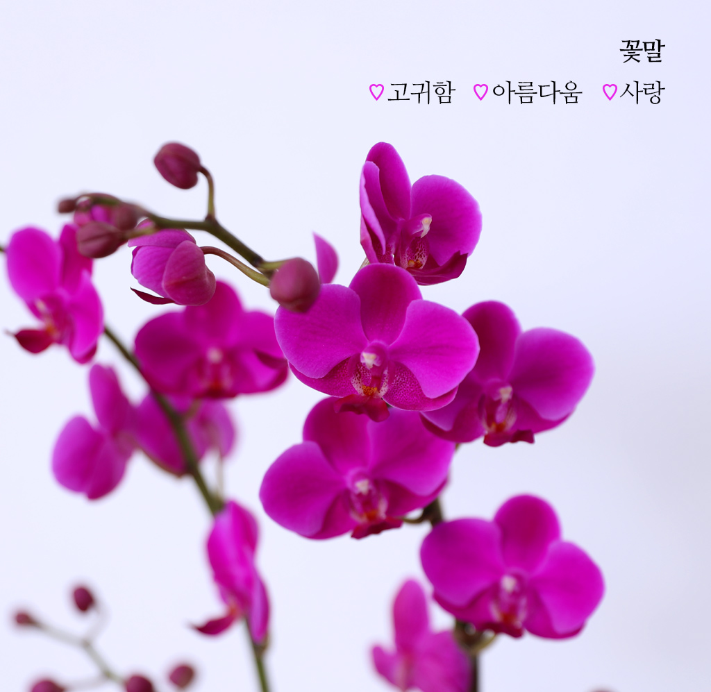 축하의 마음을 담아, 개업과 승진을 위한 진한 핑크 호접란 만천홍