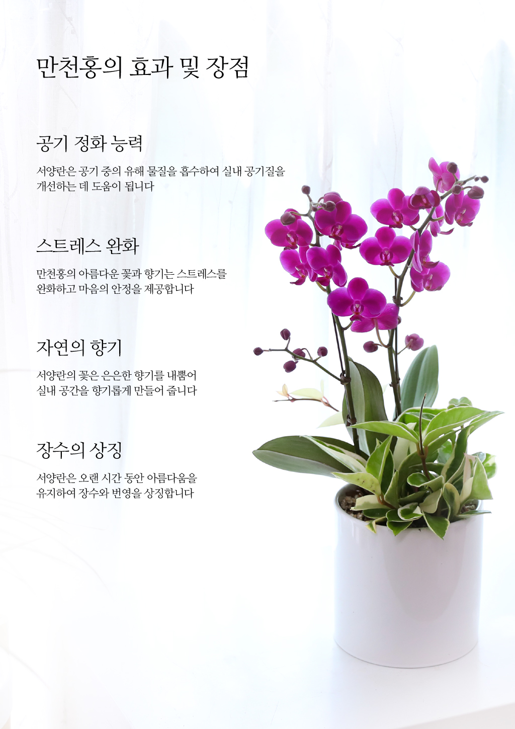 축하의 마음을 담아, 개업과 승진을 위한 진한 핑크 호접란 만천홍