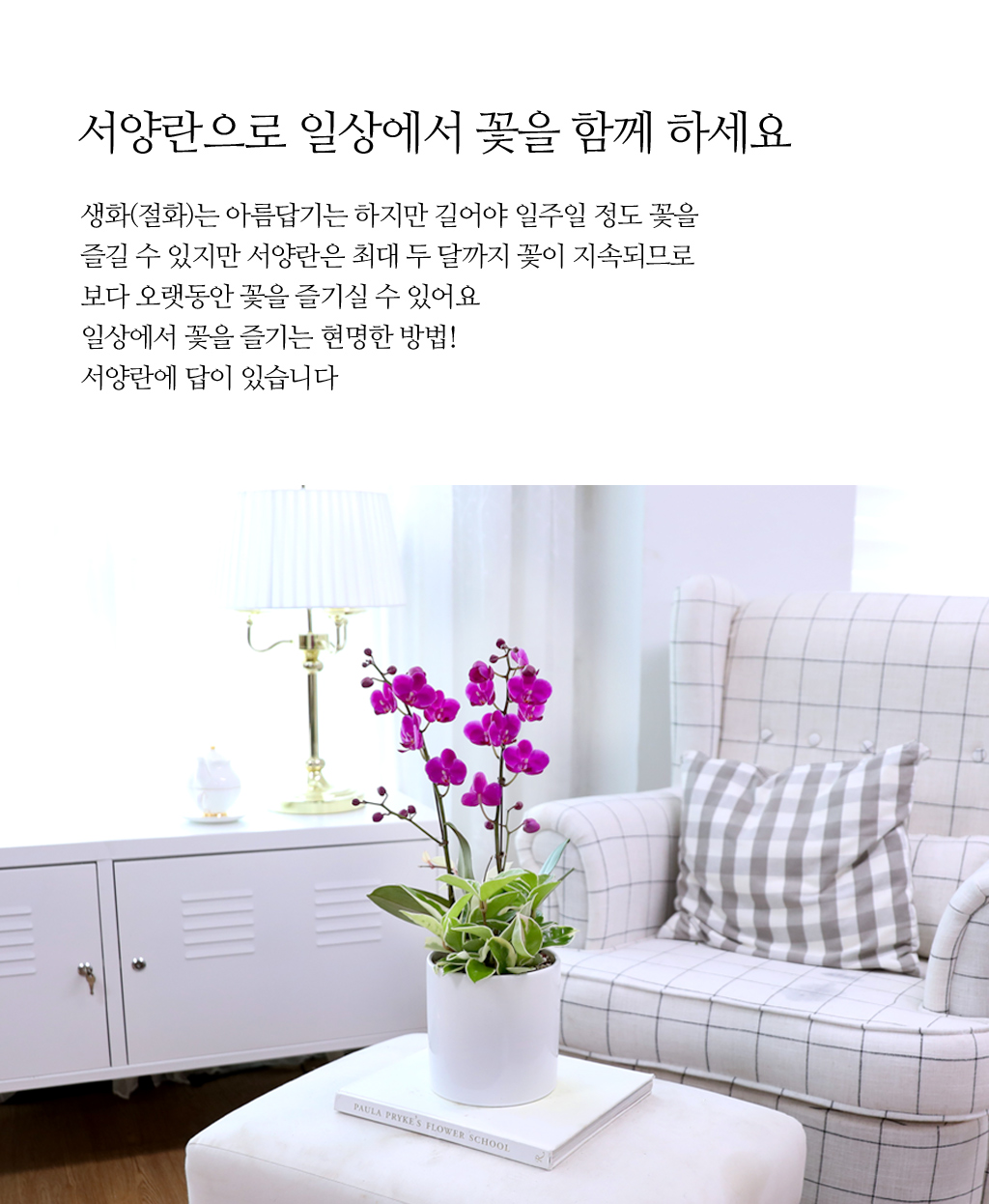 축하의 마음을 담아, 개업과 승진을 위한 진한 핑크 호접란 만천홍