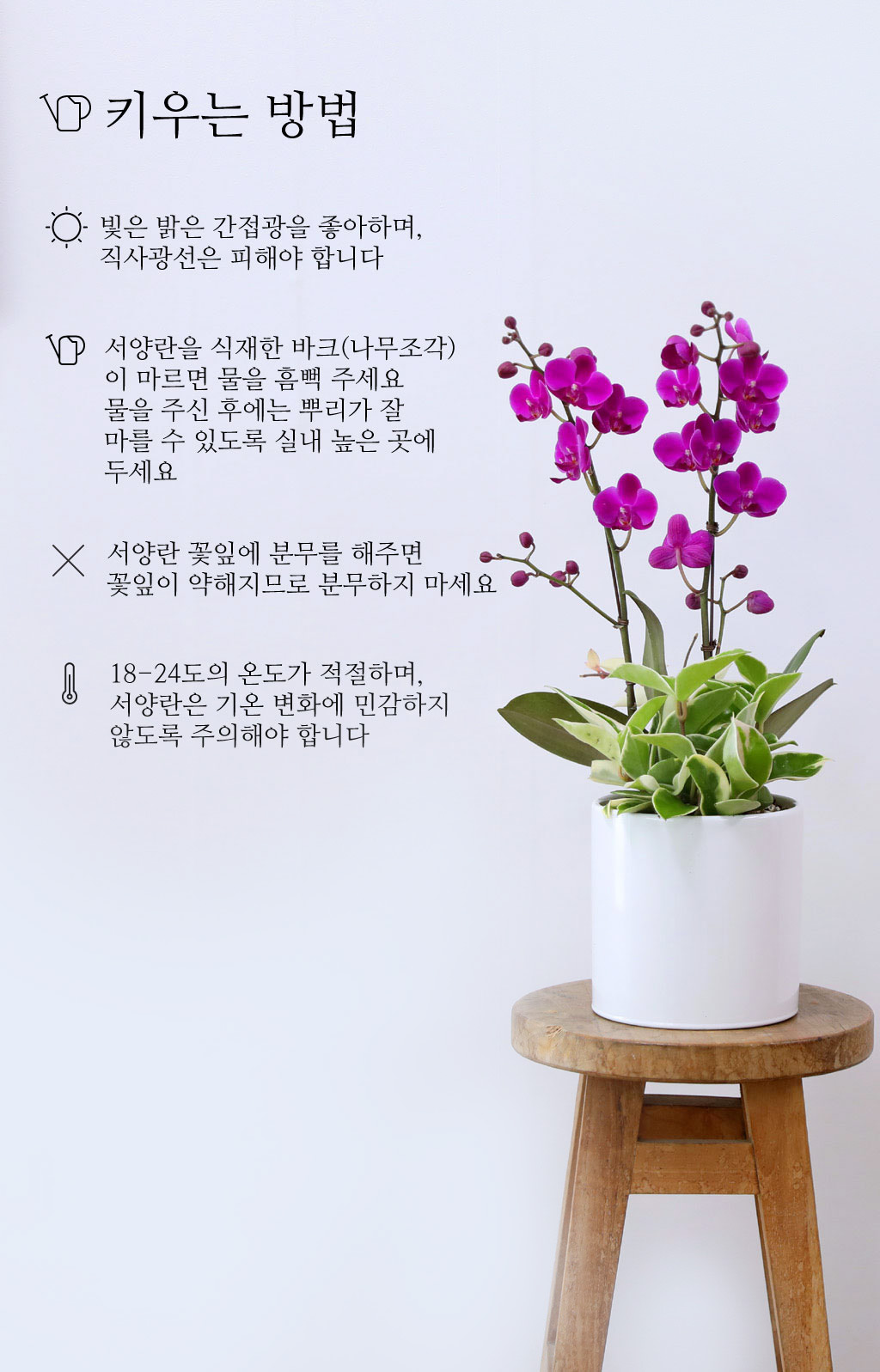 축하의 마음을 담아, 개업과 승진을 위한 진한 핑크 호접란 만천홍