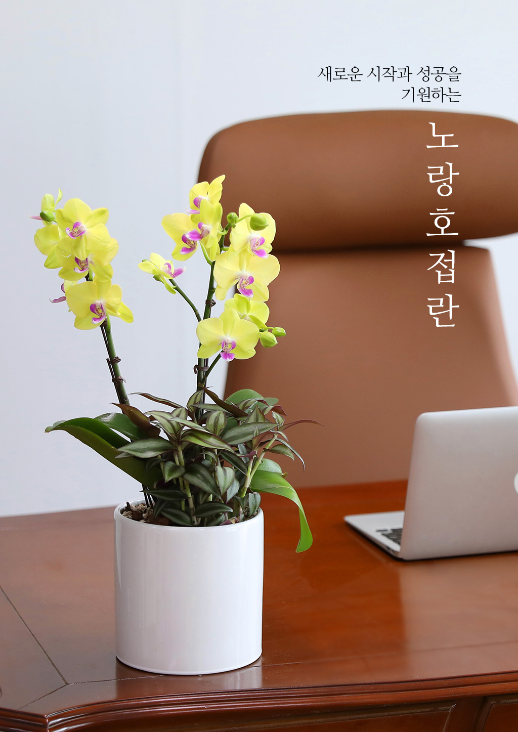 성공적인 개업과 승진을 기원하며, 노랑 호접란