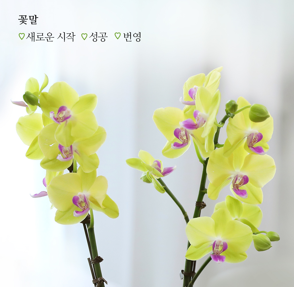 성공적인 개업과 승진을 기원하며, 노랑 호접란