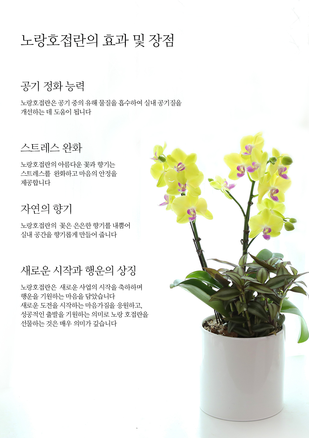 성공적인 개업과 승진을 기원하며, 노랑 호접란