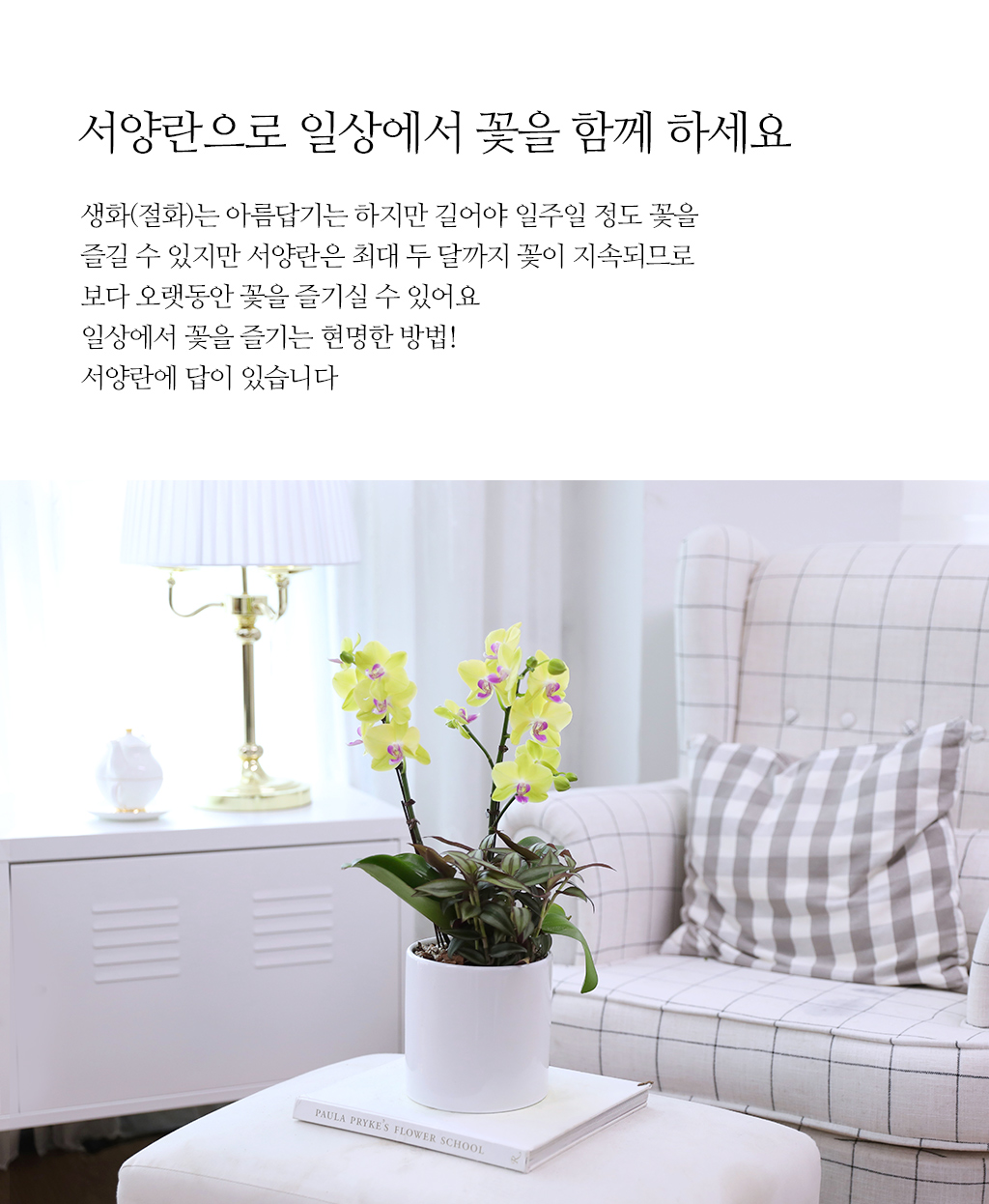 성공적인 개업과 승진을 기원하며, 노랑 호접란