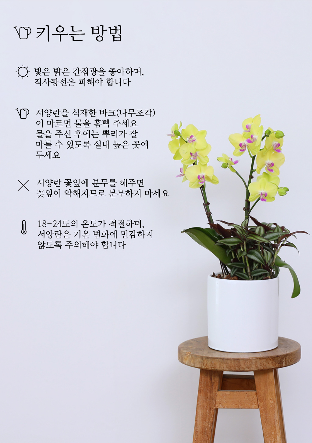 성공적인 개업과 승진을 기원하며, 노랑 호접란