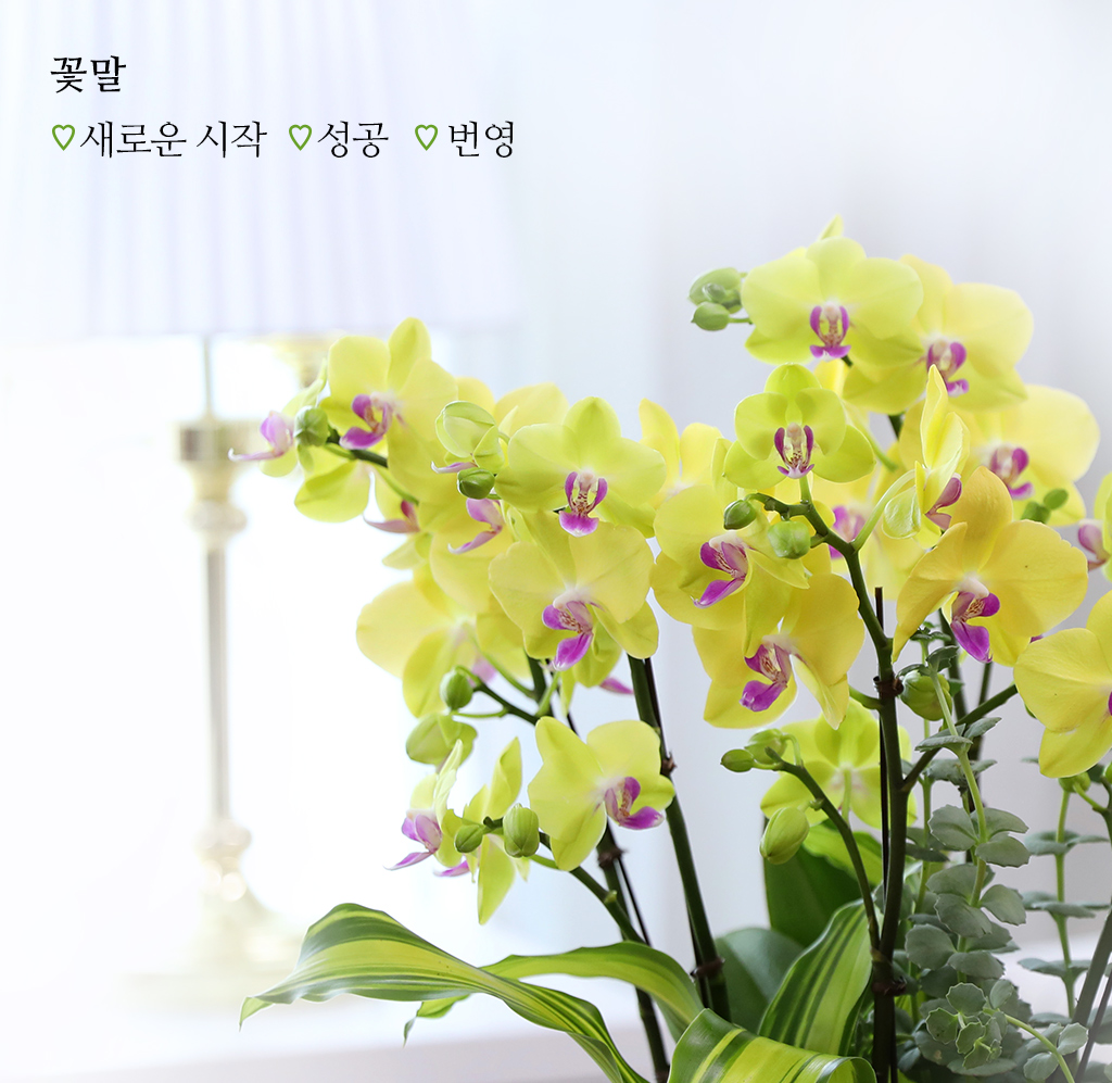 개업과 승진의 기쁨을 함께 나누며, 노랑 호접란