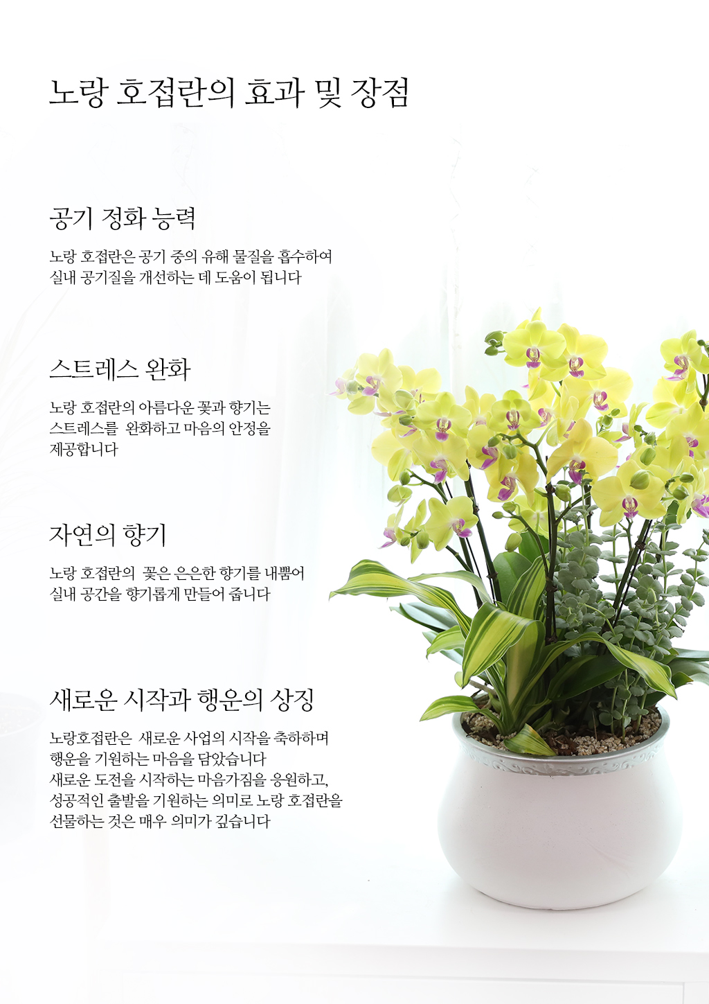 개업과 승진의 기쁨을 함께 나누며, 노랑 호접란