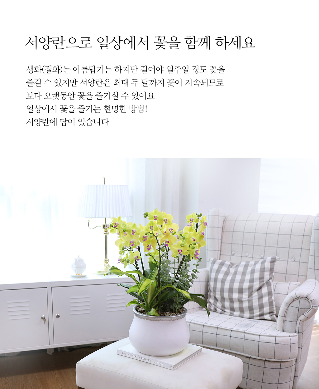 개업과 승진의 기쁨을 함께 나누며, 노랑 호접란