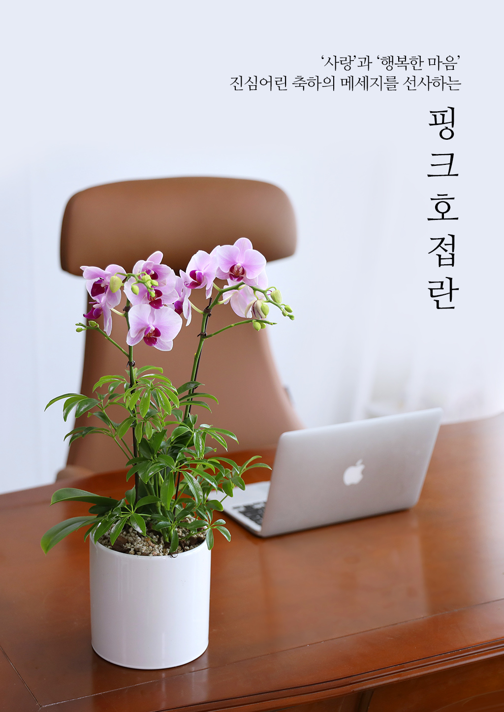 정성 가득 담은 선물, 핑크 호접란