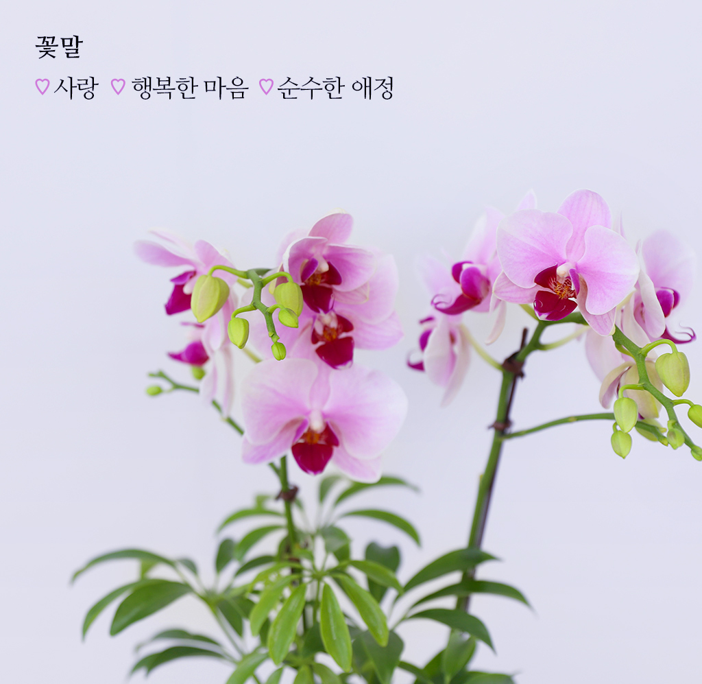 정성 가득 담은 선물, 핑크 호접란