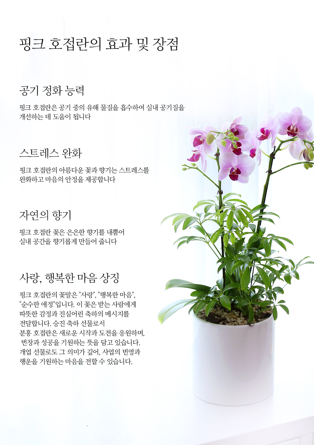 정성 가득 담은 선물, 핑크 호접란