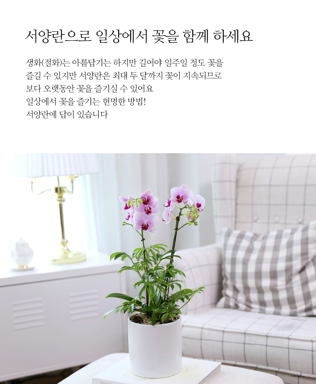 정성 가득 담은 선물, 핑크 호접란