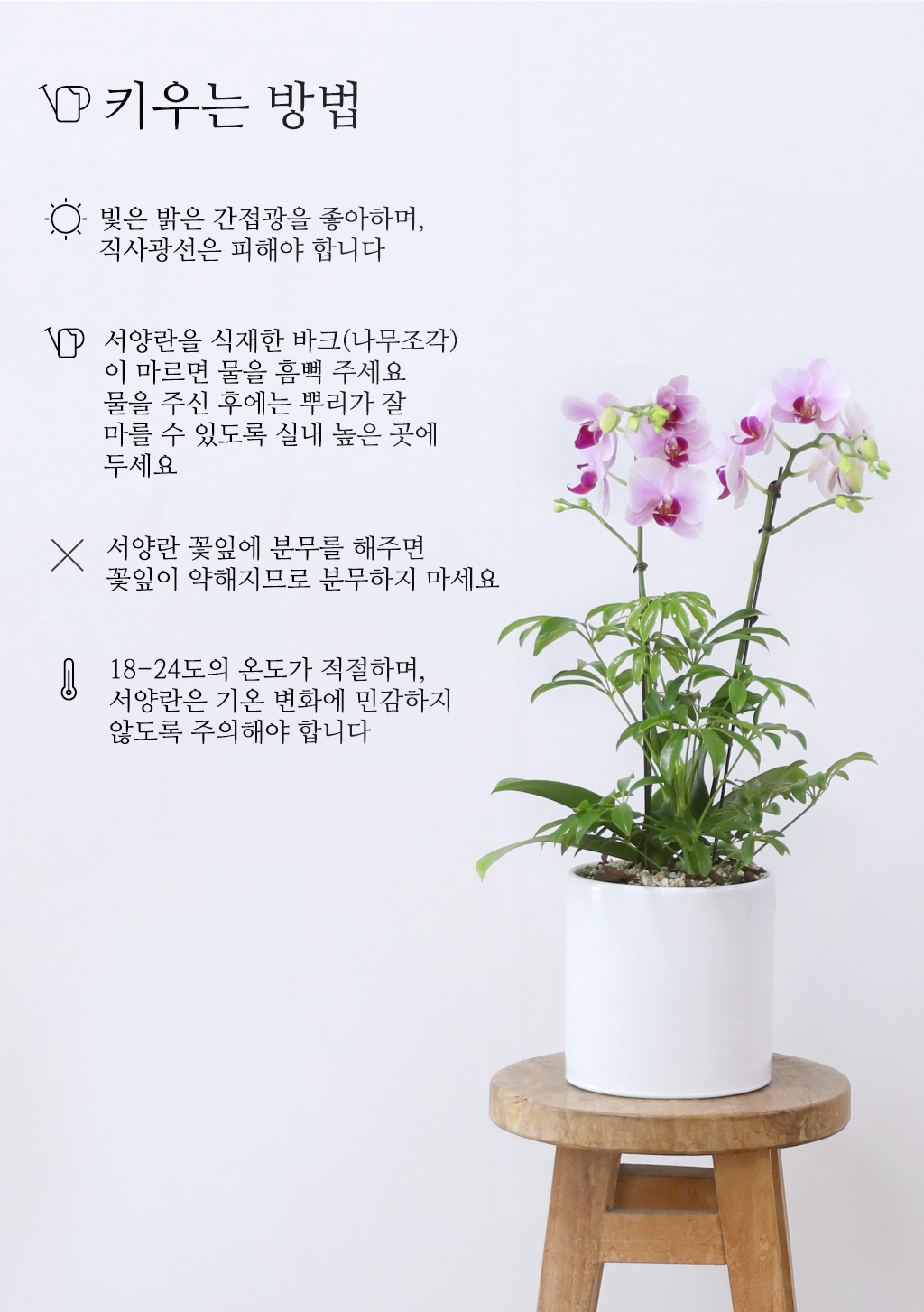 정성 가득 담은 선물, 핑크 호접란