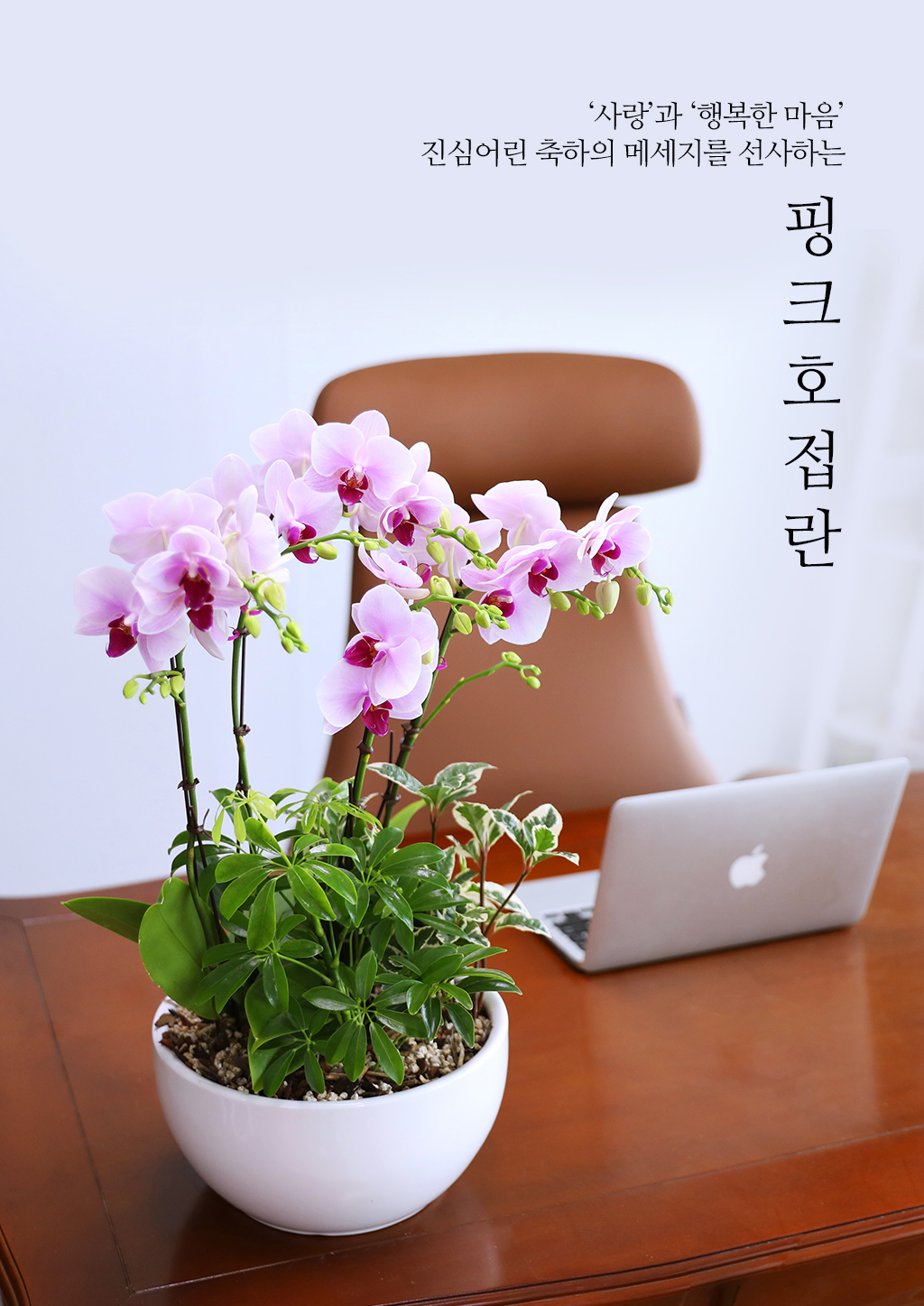 감사와 축하를 전하는, 품격 있는 핑크 호접란