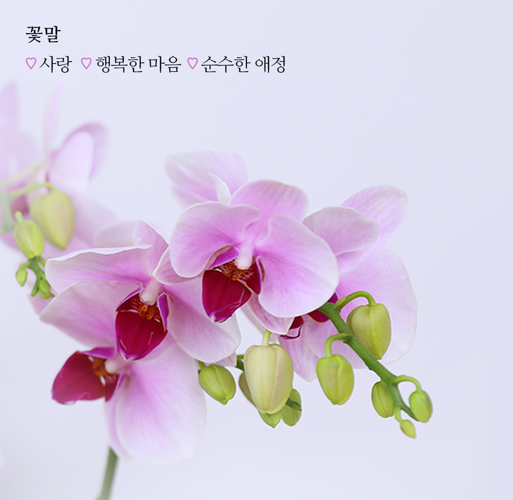 감사와 축하를 전하는, 품격 있는 핑크 호접란