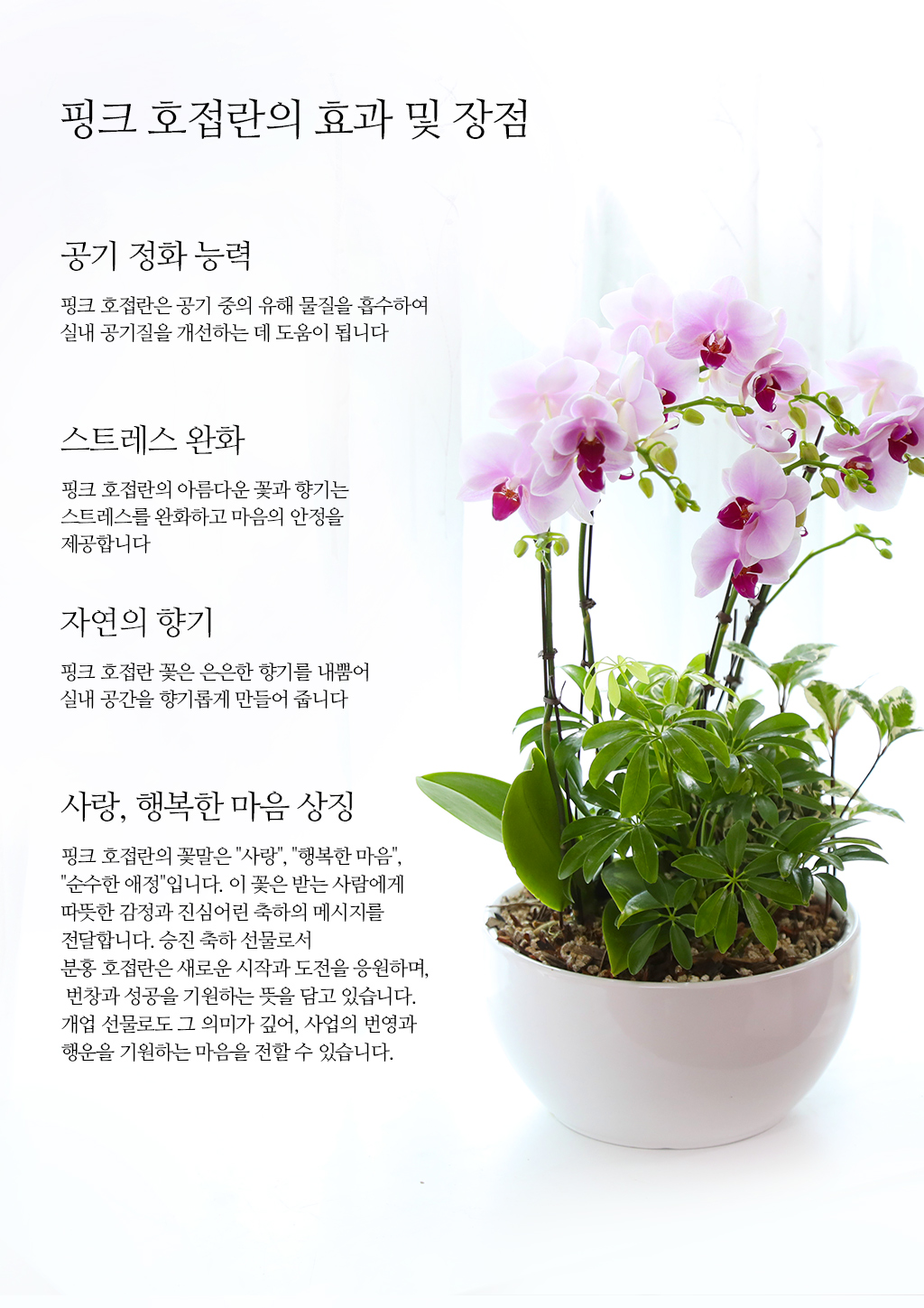 감사와 축하를 전하는, 품격 있는 핑크 호접란