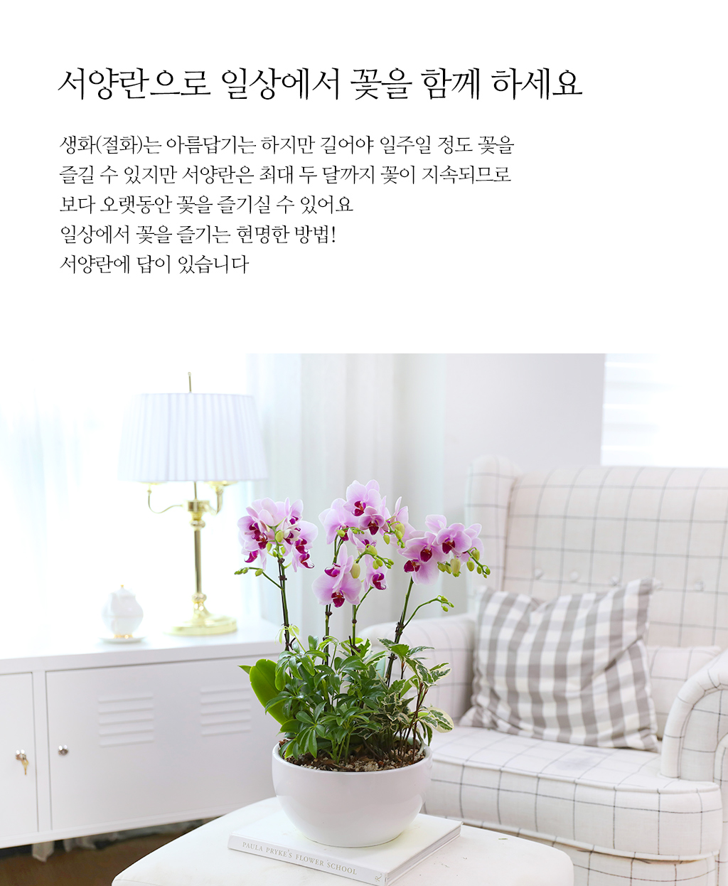 감사와 축하를 전하는, 품격 있는 핑크 호접란