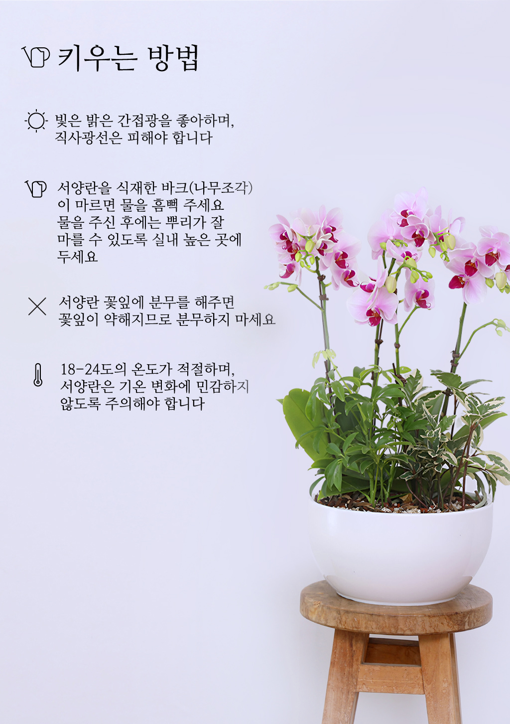 감사와 축하를 전하는, 품격 있는 핑크 호접란