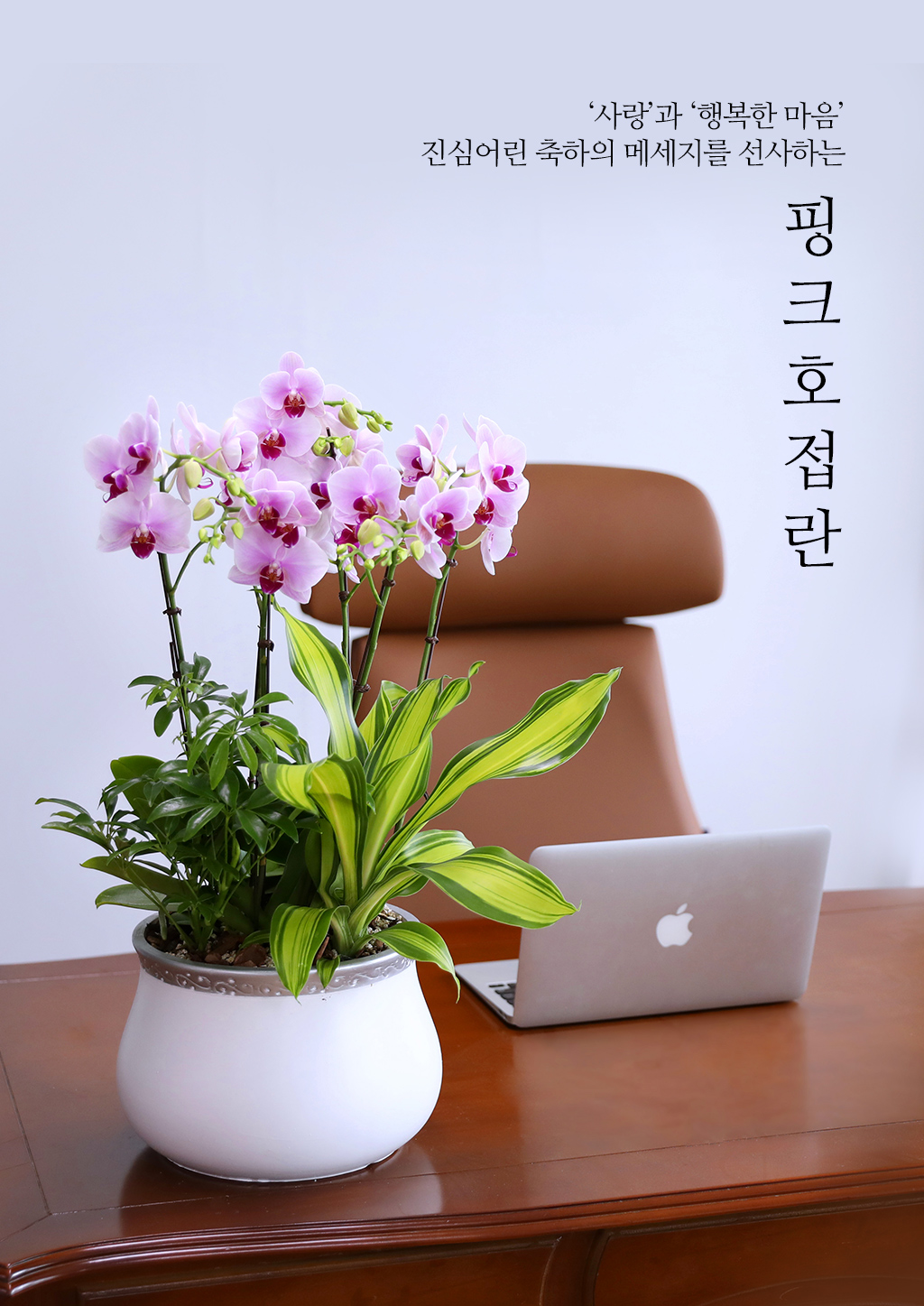 귀한 분을 위한 특별한 축하, 핑크 호접란