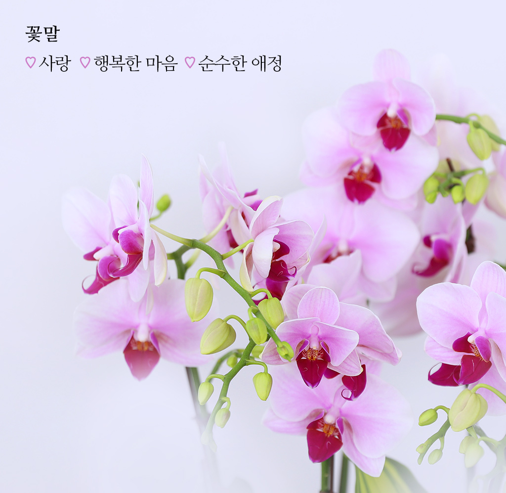 귀한 분을 위한 특별한 축하, 핑크 호접란