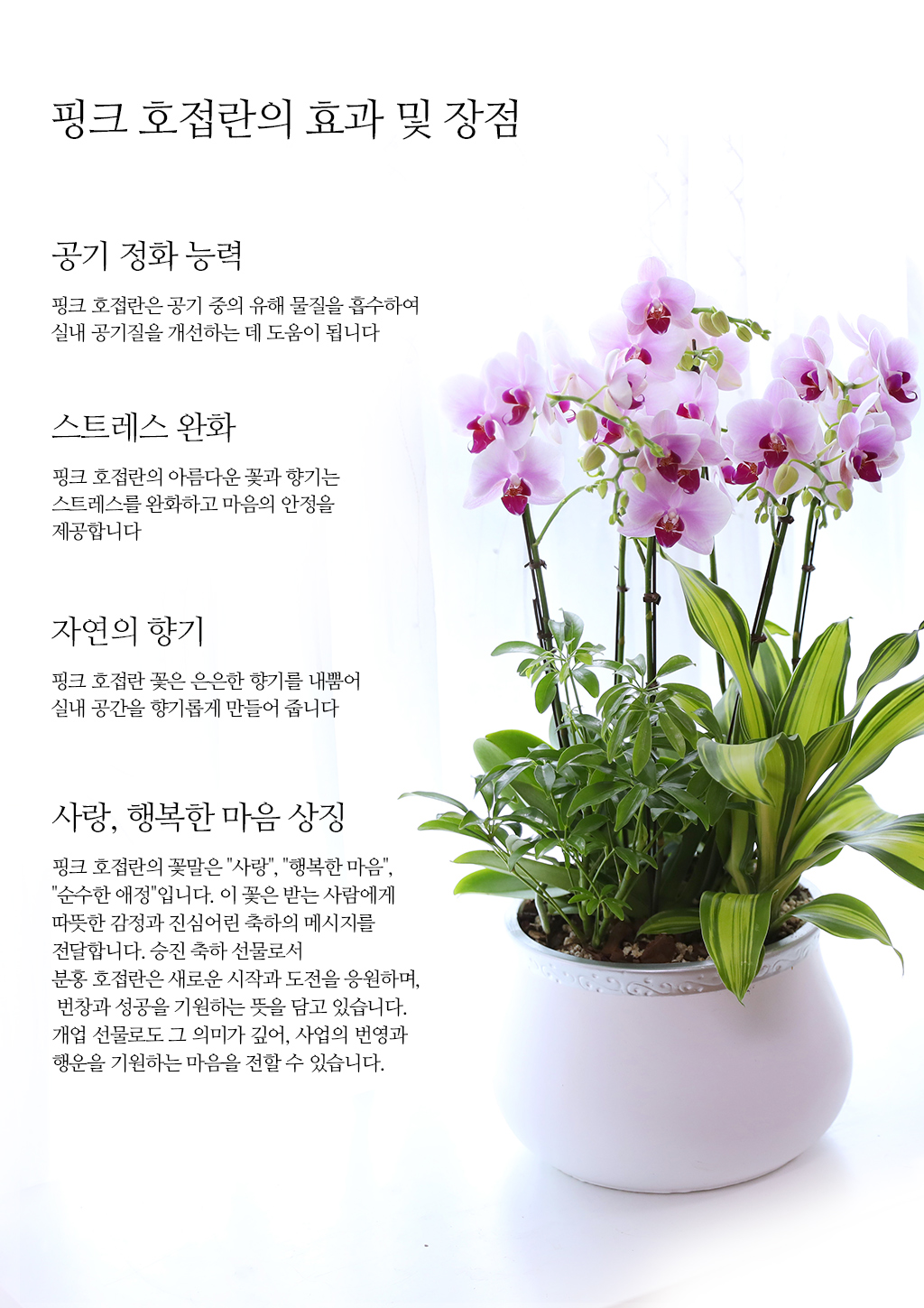 귀한 분을 위한 특별한 축하, 핑크 호접란