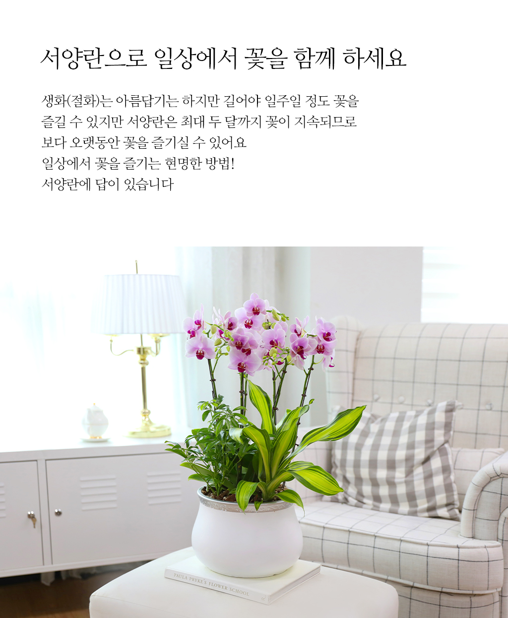 귀한 분을 위한 특별한 축하, 핑크 호접란